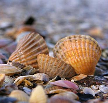 Conchena